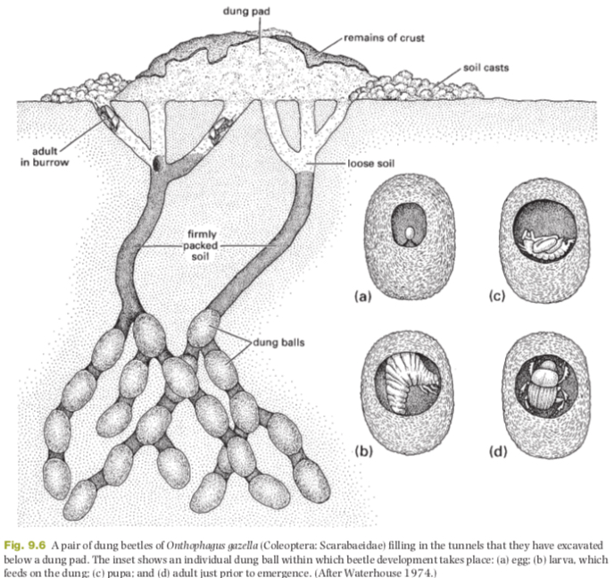 page291image31004768